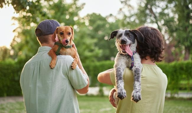 two people holding dogs